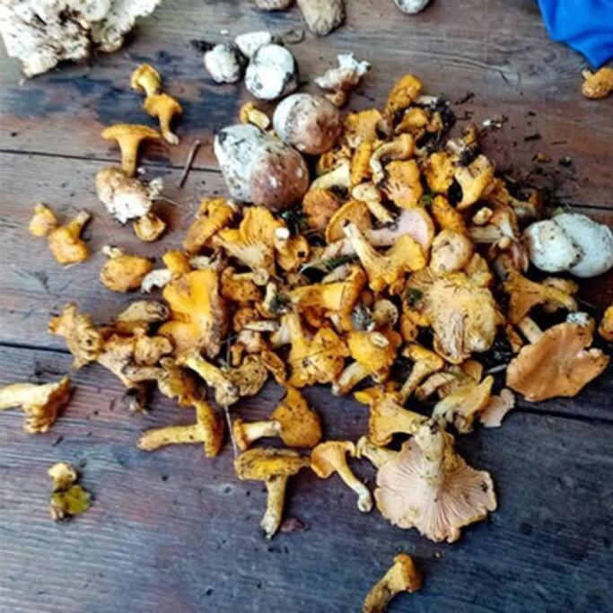 L'Appartement Les Bossons En Lisiere De Foret Dans Le Chalet Genepi 阿雷什 外观 照片